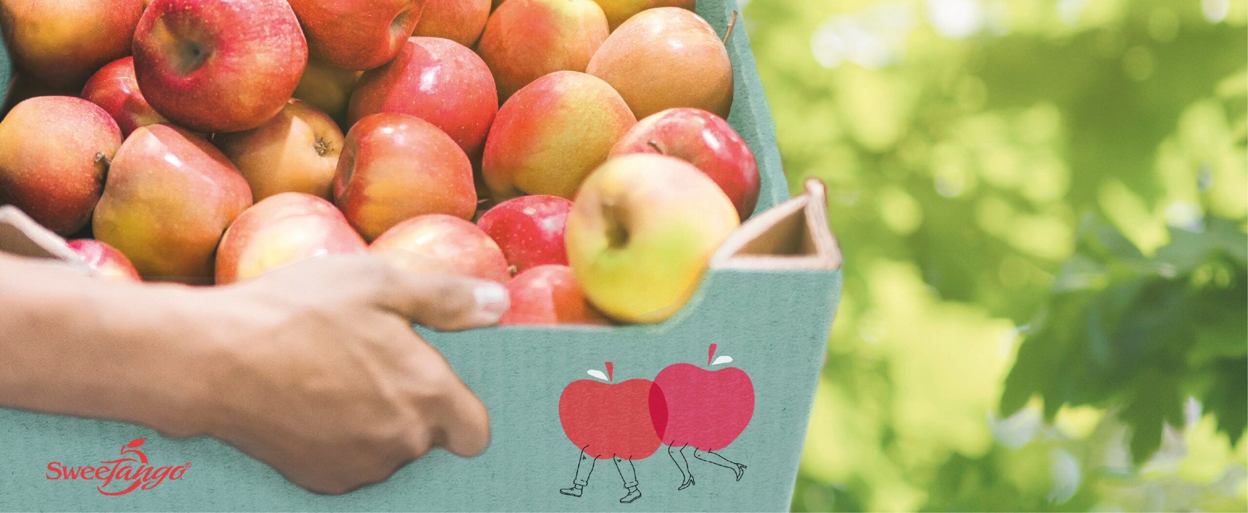 蘋(píng)果包裝設(shè)計(jì),水果包裝設(shè)計(jì)公司